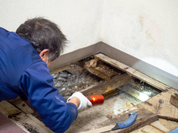 Best Same-Day Mold Removal  in West Branch, IA