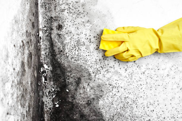 Best Attic Mold Removal  in West Branch, IA