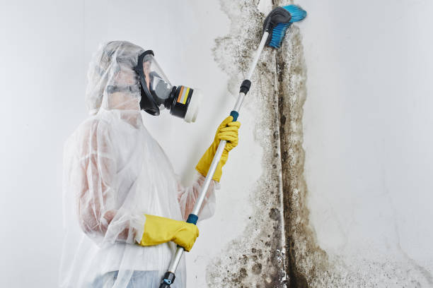 Best Certified Mold Removal  in West Branch, IA