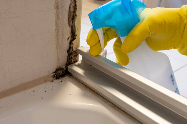 Best Mold Testing  in West Branch, IA