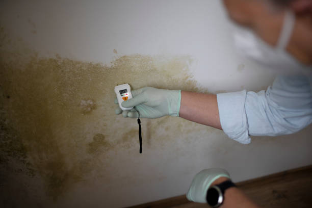 Best Mold Remediation  in West Branch, IA
