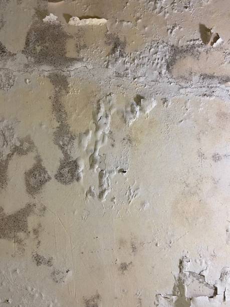 Best Mold Removal Specialists  in West Branch, IA