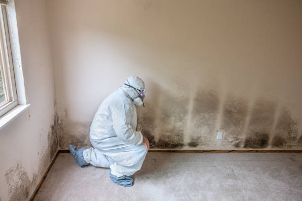Best Attic Mold Removal  in West Branch, IA