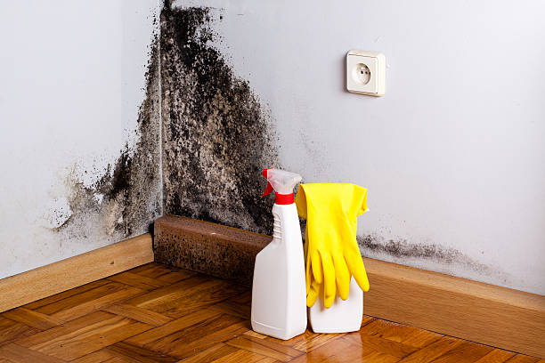 Best Mold Cleaning Services  in West Branch, IA
