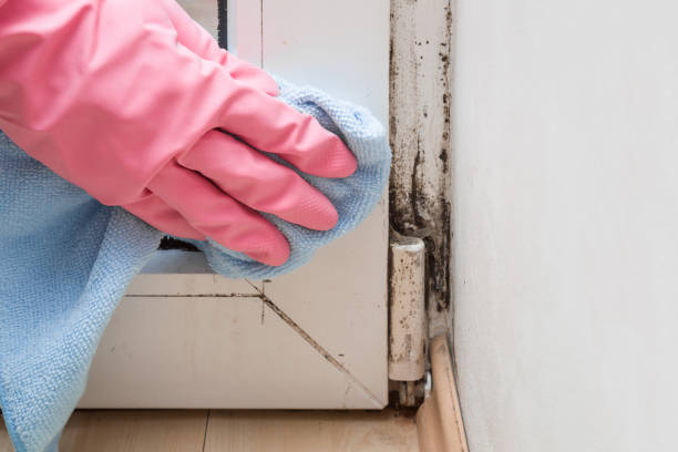 Best Residential Mold Removal  in West Branch, IA
