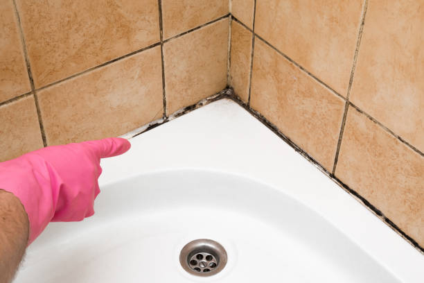 Best Emergency Mold Removal  in West Branch, IA